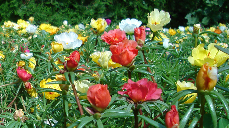 Sonnenroeschen Helianthemum