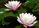 Seerose Nymphaea alba