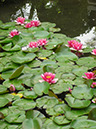 Suzhou_Garten des Verweilens_03