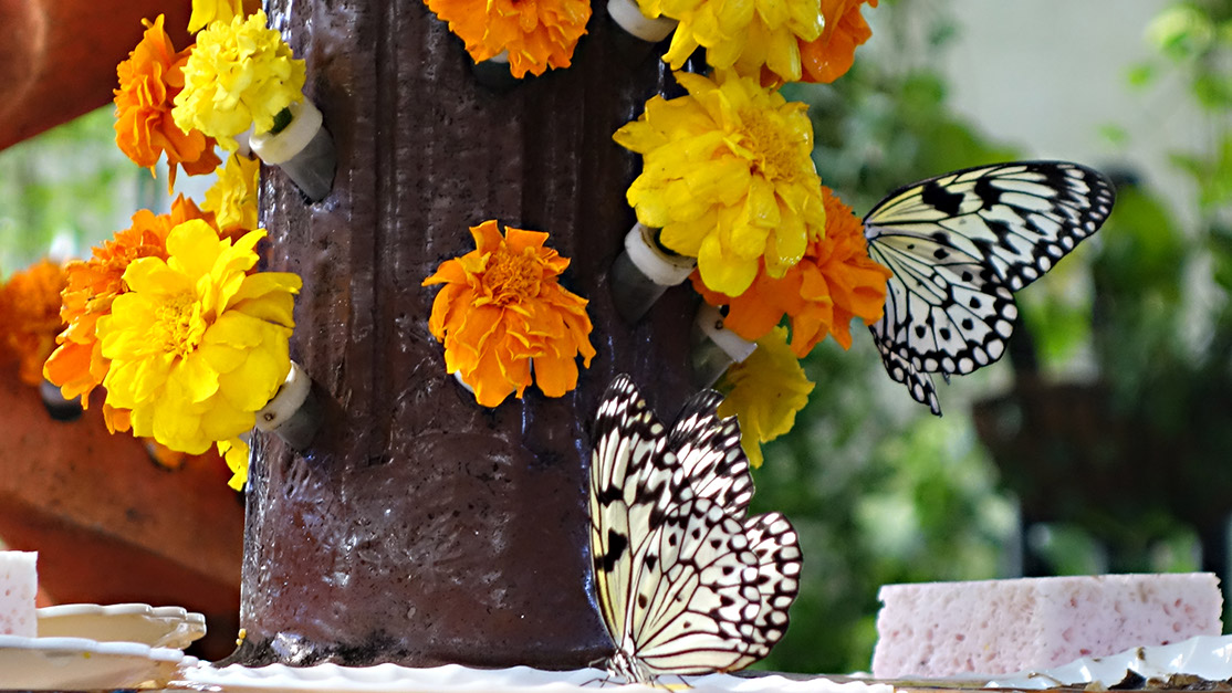 24_Butterfly Garden