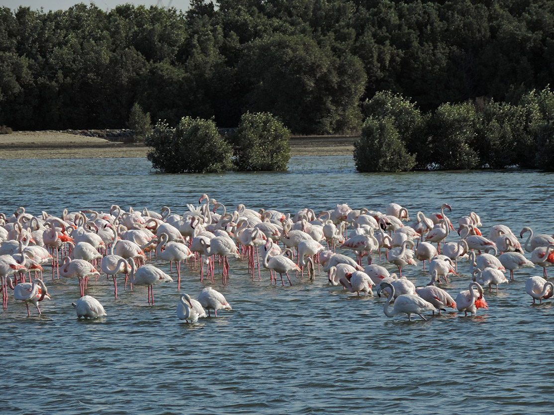 115_Naturschutzgebiet Ras Al Khor Wildlife Sanctuary