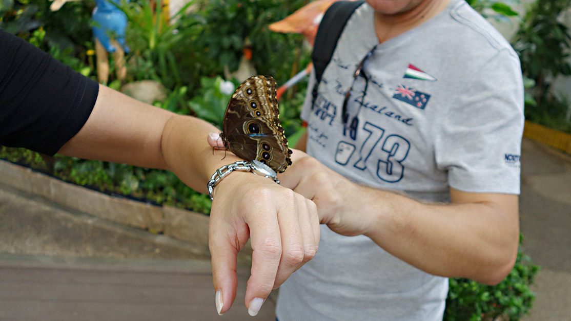 26_Butterfly Garden