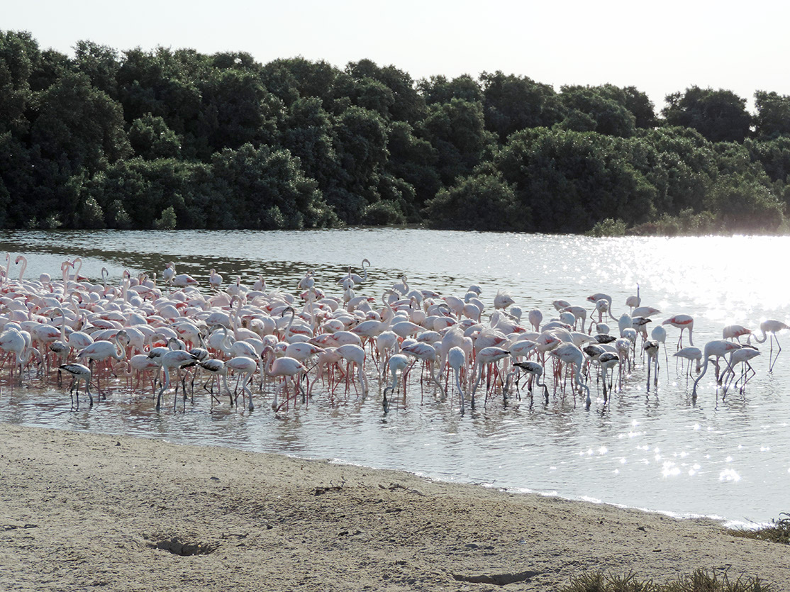 118_Naturschutzgebiet Ras Al Khor Wildlife Sanctuary