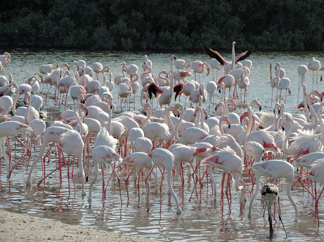 117_Naturschutzgebiet Ras Al Khor Wildlife Sanctuary