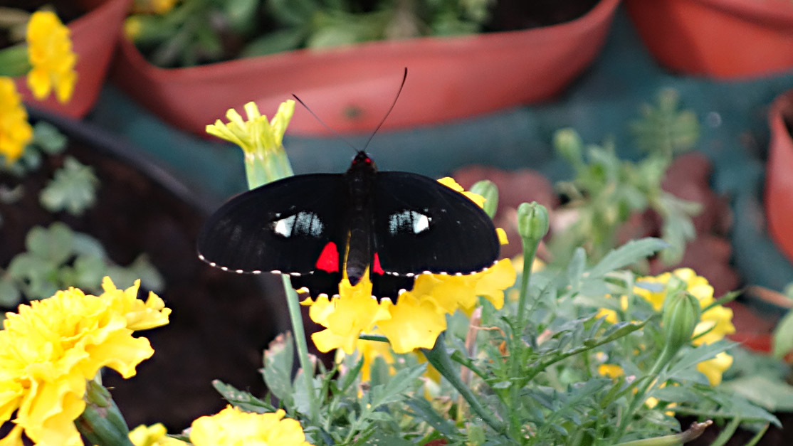 23_Butterfly Garden
