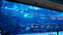 90_Aquarium in der Dubai Mall