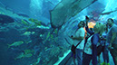 92_Aquarium in der Dubai Mall